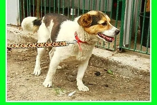 9kg,mały,wesoły,przyjazny,towarzyski piesek GUMIŚ.