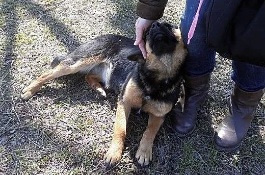 Kaja-cudenko do adopcji, podlaskie Białystok