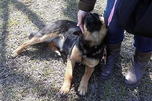 Kaja-cudenko do adopcji,  podlaskie Białystok