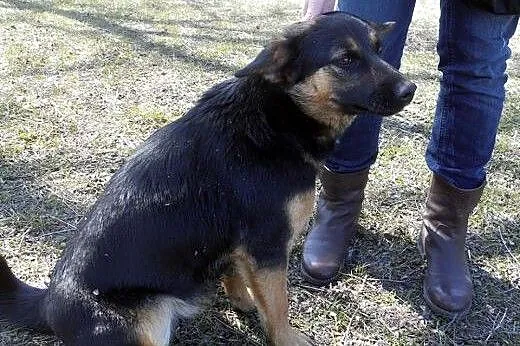 Kaja-cudenko do adopcji,  podlaskie Białystok