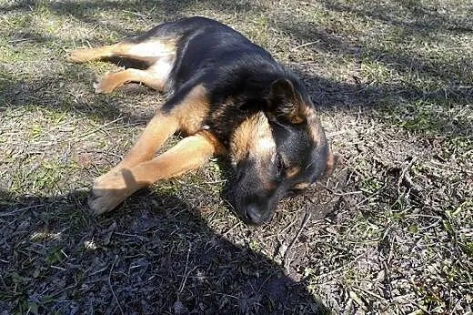 Kaja-cudenko do adopcji,  podlaskie Białystok