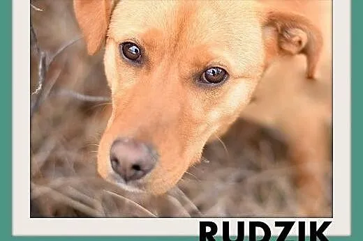 RUDZIK,średni,łagodny,wesoły,przyjazny piesek.ADOPCJA,  małopolskie Kraków