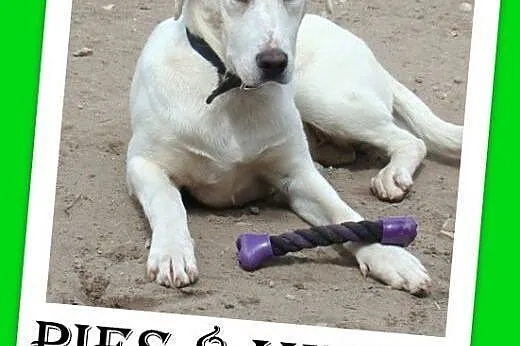 8 mies.labrador mix,duży,łagodny,przyjazny pies.ADOPCJA,  dolnośląskie Wrocław