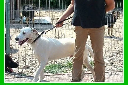 8 mies.labrador mix,duży,łagodny,przyjazny pies.AD