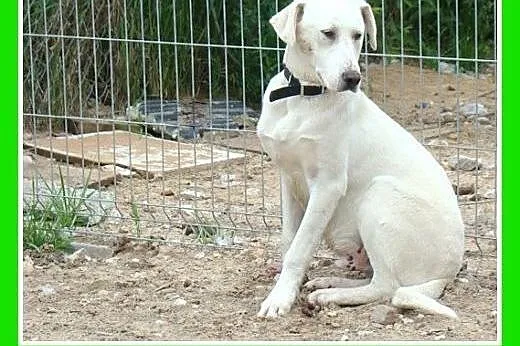 8 mies.labrador mix,duży,łagodny,przyjazny pies.AD