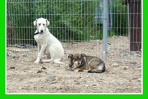 8 mies.labrador mix,duży,łagodny,przyjazny pies.AD