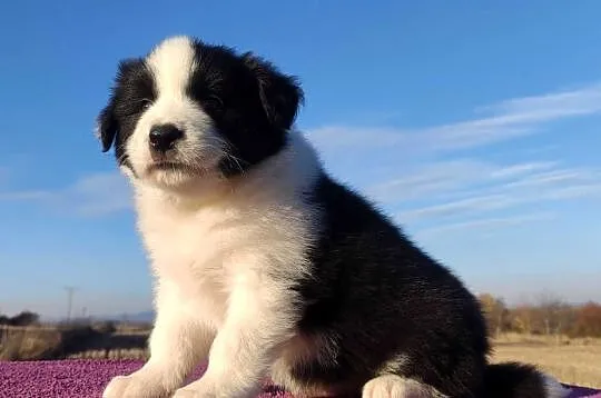Piękne Szczenie Border Collie - Rasowy i po świetnych rodzicach, Podkarpackie, Iwonicz