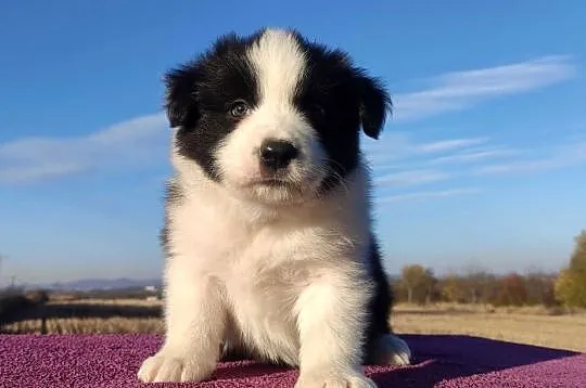 Piękne Szczenie Border Collie - Rasowy i po świetnych rodzicach, Podkarpackie, Iwonicz