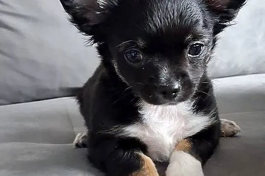 Uroczy Chihuahua chłopiec długowłosy szuka nowej rodziny