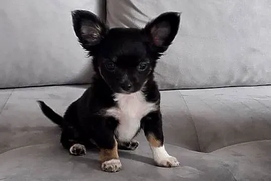 Uroczy Chihuahua chłopiec długowłosy szuka nowej rodziny, Pomorskie, Gdańsk