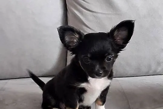 Uroczy Chihuahua chłopiec długowłosy szuka nowej rodziny, Pomorskie, Gdańsk
