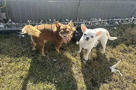 Uroczy Chihuahua chłopiec długowłosy szuka nowej rodziny, Pomorskie, Gdańsk