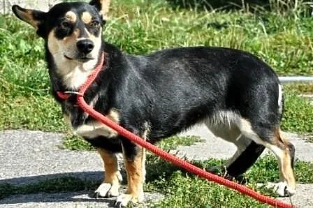 Lusia -wesoła,energiczna, miła i przyjazna sunia, 1 rok, adopcja,  małopolskie Kraków