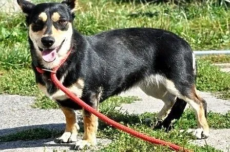 Lusia -wesoła,energiczna, miła i przyjazna sunia, 