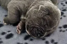 Cane corso