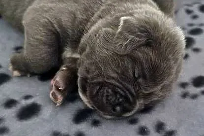 Cane corso