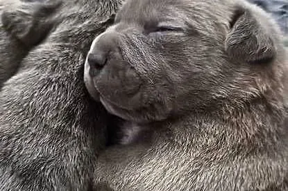 Cane corso, Lubelskie, Bychawa