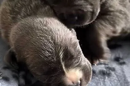 Cane corso, Lubelskie, Bychawa