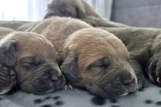 Cane corso, Lubelskie, Bychawa