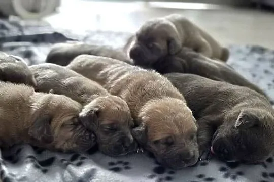 Cane corso, Lubelskie, Bychawa