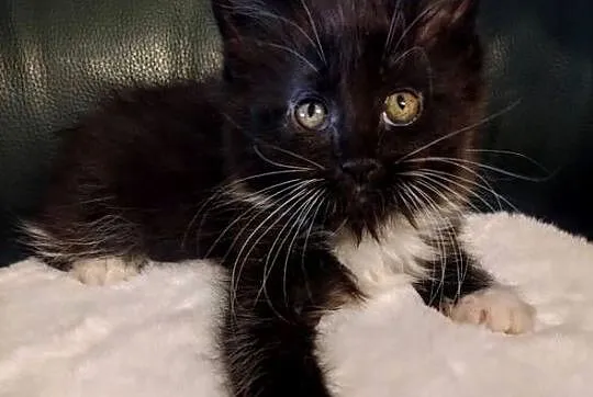 Cyrylka dziewczyna Maine coon