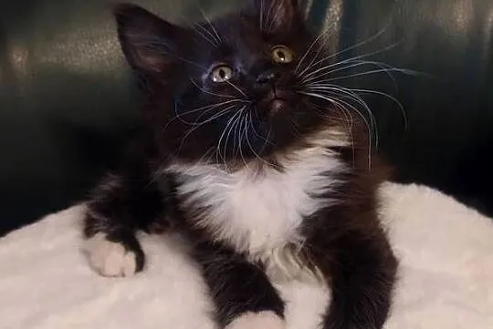 Cyrylka dziewczyna Maine coon, Wielkopolskie, Dolsk
