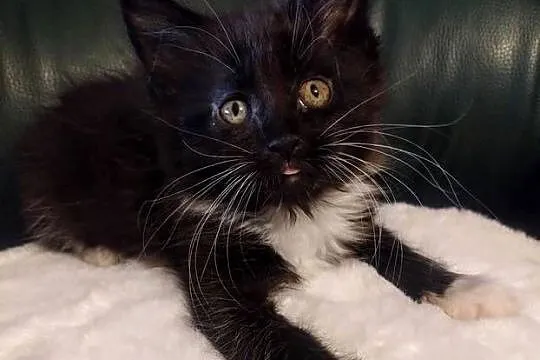 Cyrylka dziewczyna Maine coon, Wielkopolskie, Dolsk