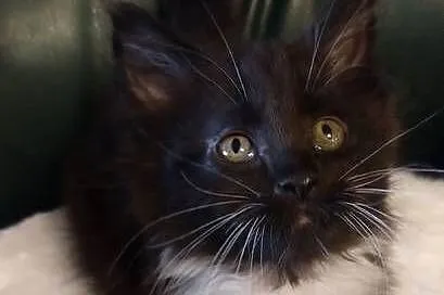 Cyrylka dziewczyna Maine coon, Wielkopolskie, Dolsk