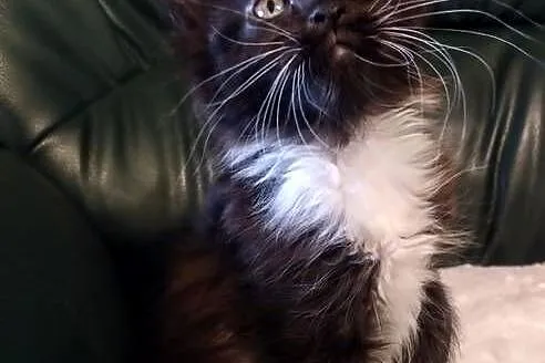 Cyrylka dziewczyna Maine coon, Wielkopolskie, Dolsk