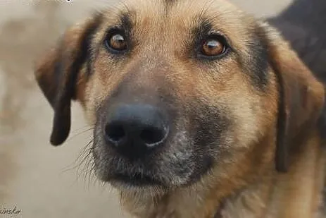 Nero - młoda psia przylepa, zabrany z łańcucha ADOPCJA, Kundelki cała Polska