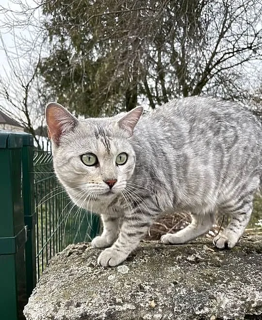 Pohodowlana kotka bengalska, Śląskie, Lubliniec