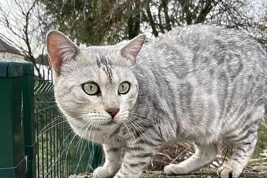 Pohodowlana kotka bengalska