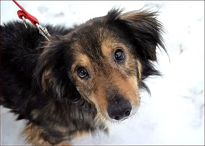 Toto - mieszaniec jamnisia długowłosego :)
