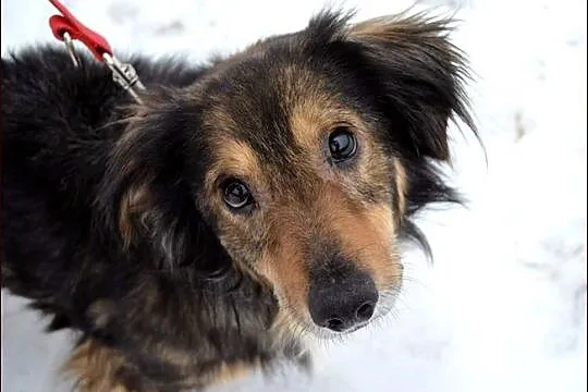 Toto - mieszaniec jamnisia długowłosego :)