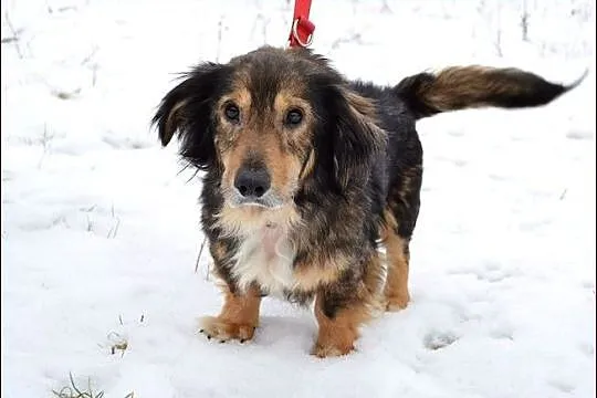 Toto - mieszaniec jamnisia długowłosego :)