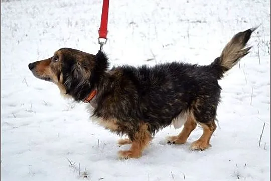 Toto - mieszaniec jamnisia długowłosego :)
