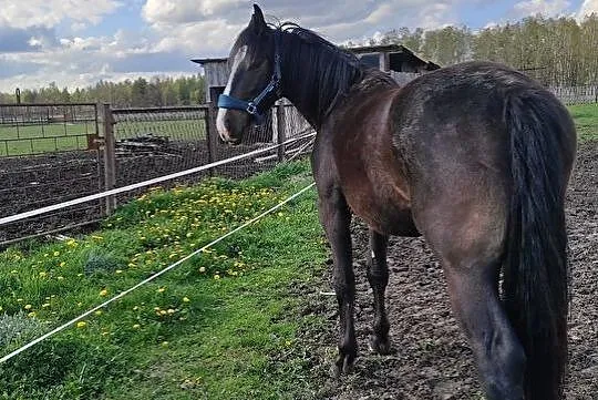 Klacz 2 letnia piękna typ Śląski