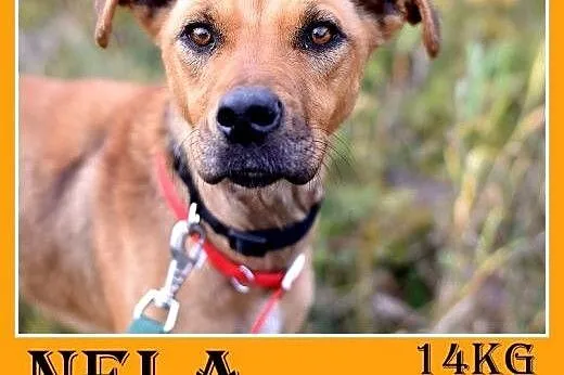 14kg,średnia,wesoła,łagodna,towarzyska suczka NELA.Adopcja,  śląskie Katowice