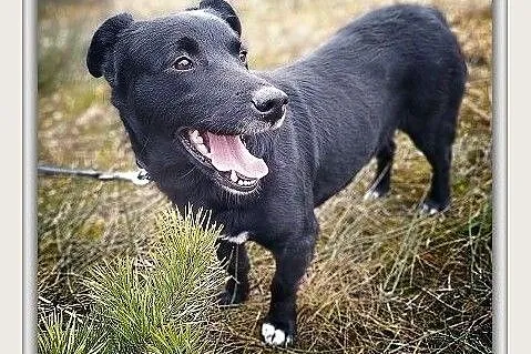 Corgi mix,2 lata,średnia 15 kg,przyjazna,sterylizowana suczka MILA.Adopcja., Mazowieckie, Warszawa