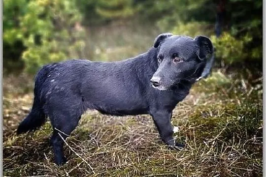 Corgi mix,2 lata,średnia 15 kg,przyjazna,sterylizowana suczka MILA.Adopcja., Mazowieckie, Warszawa