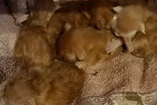 zapowiedź miotu Maine Coon, Pomorskie, Starogard Gdański