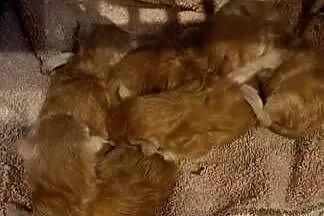 zapowiedź miotu Maine Coon, Pomorskie, Starogard Gdański