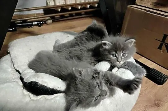 zapowiedź miotu Maine Coon, Pomorskie, Starogard Gdański