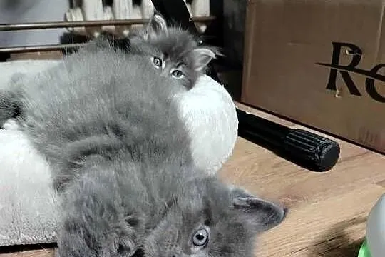 zapowiedź miotu Maine Coon, Pomorskie, Starogard Gdański