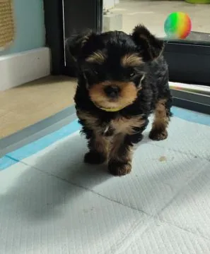 Szczenięta rasy Yorkshire terrier szukają nowego domu i kochających opiekunów!, , Chochołów