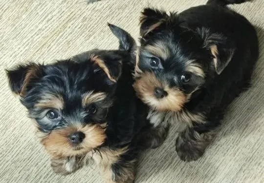 Szczenięta rasy Yorkshire terrier szukają nowego domu i kochających opiekunów!, , Chochołów