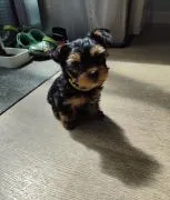 Szczenięta rasy Yorkshire terrier szukają nowego domu i kochających opiekunów!