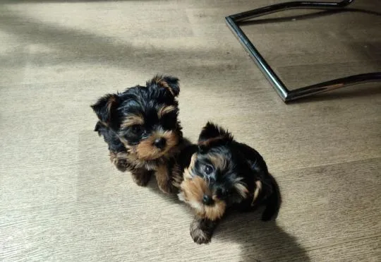Szczenięta rasy Yorkshire terrier szukają nowego domu i kochających opiekunów!, , Chochołów