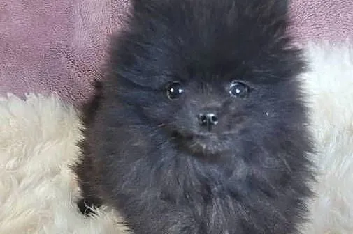 Szpic miniaturowy pomeranian suczka z wyprawką