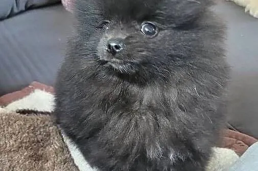 Szpic miniaturowy pomeranian suczka z wyprawką, Małopolskie, Kraków